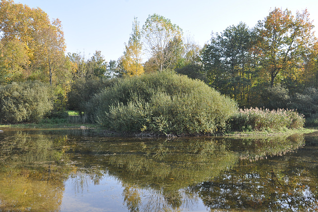 Bois de COOLUS Marne