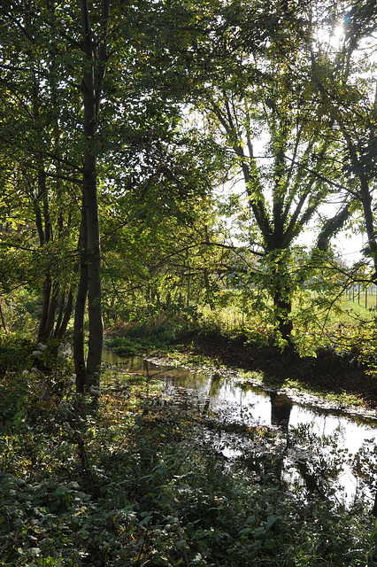 Bois de COOLUS Marne