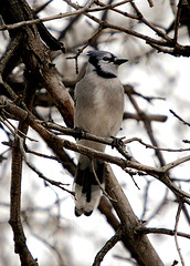 Blue Jay