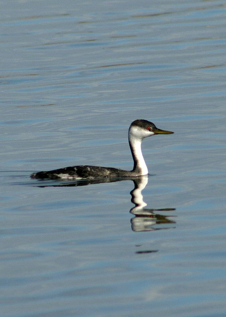 Western Grebe (Aechmophorus occidentalis)