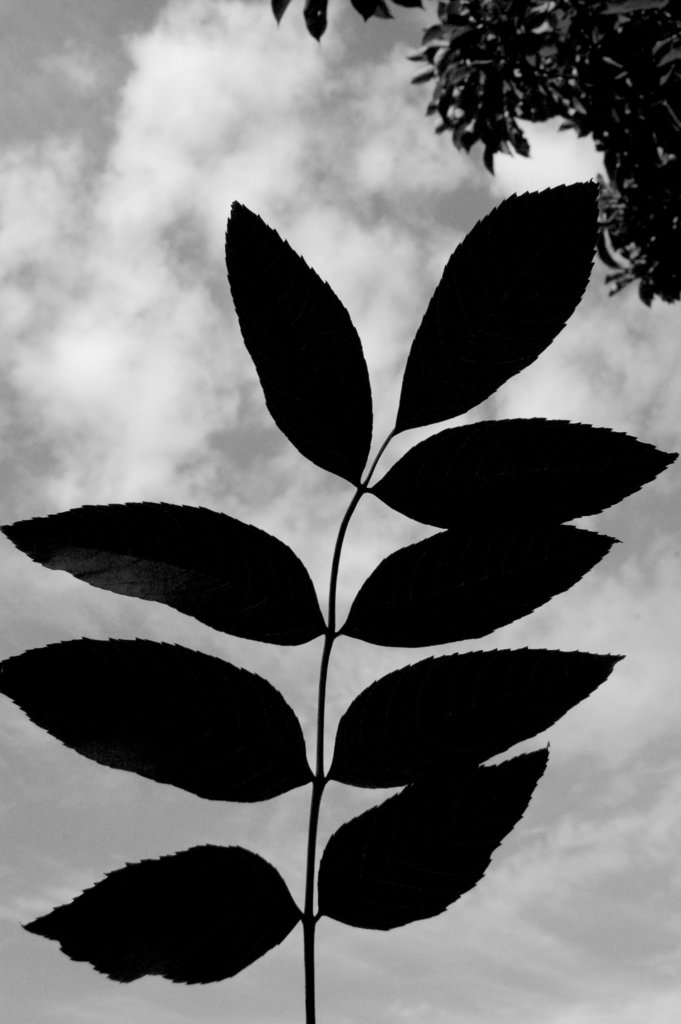 foliara silueto kvazaŭ tondita