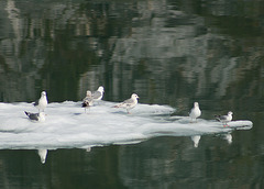 Mew Gulls (and one Bonaparte's)