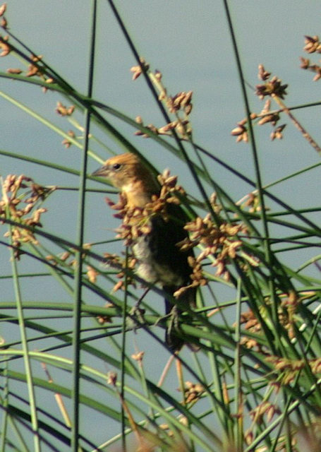 Yellow-Headed Blackbird