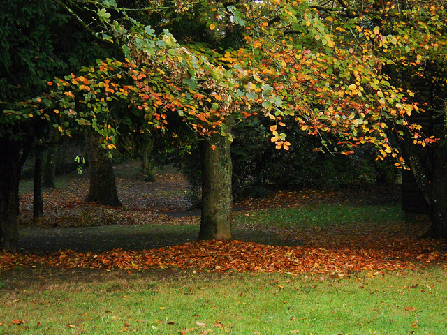 arbre d'automne