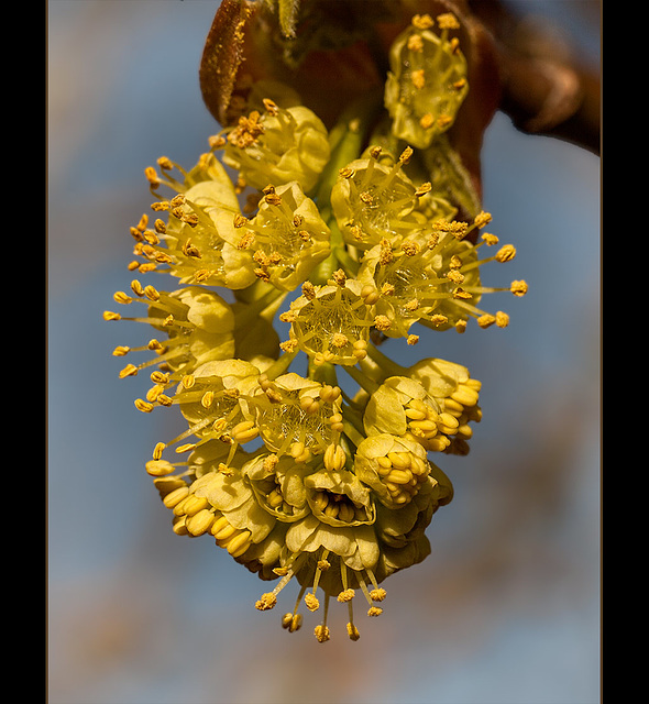 Tree Blossoms