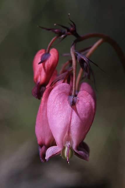 Pacific Bleeding Heart