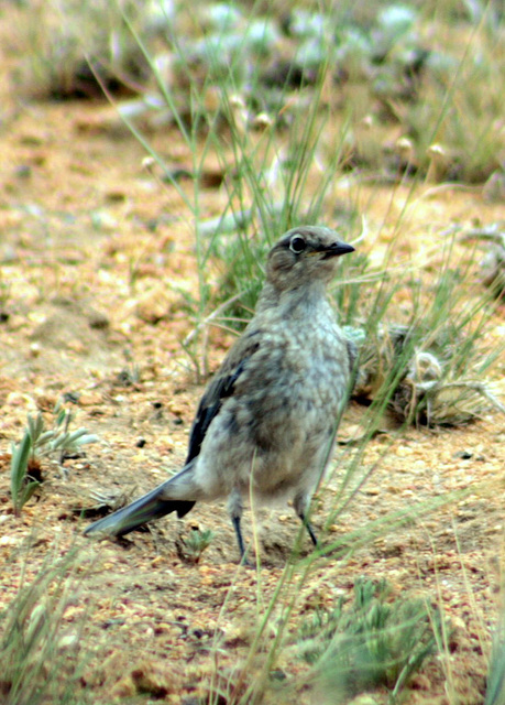 Mountain Bluebird