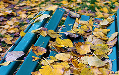 l'automne en bleu l'automne en bleu