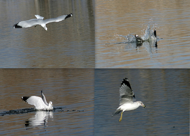 Ring-Billed Gull Fishing