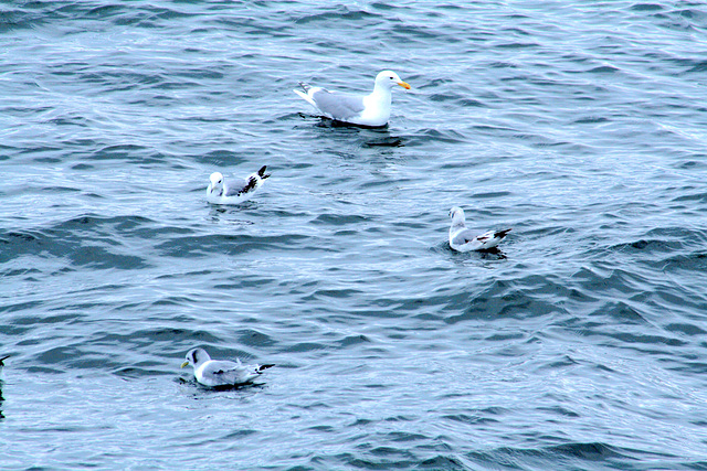 Glaucous-Winged Gull and Black-Legged Kittiwakes