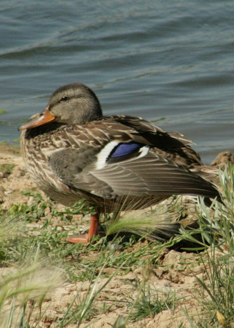 Mallard