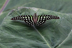 20120623 0732RAw [D-HAM] Geschweifter Eichelhäher (Graphium argamemnon), Hamm