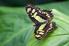 20120623 0737RAw [D-HAM] Malachitfalter (Siproeta stelenes, Syn.: Metamorpha stelenes), Hamm