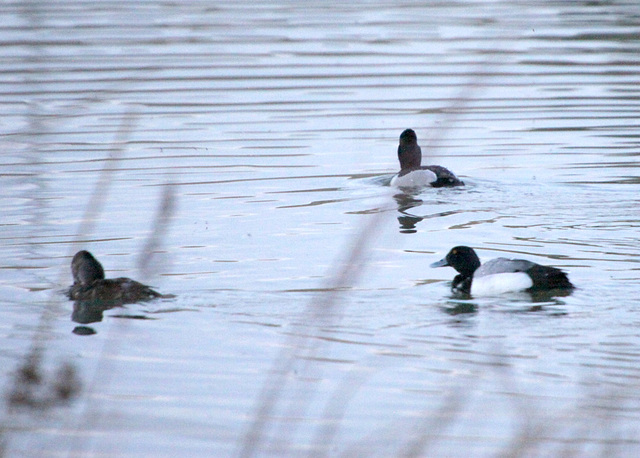 Greater Scaup (& Ring-Necked Pair)