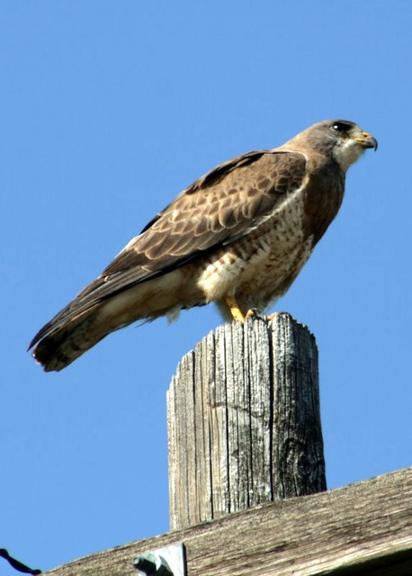 Swainson's Hawk