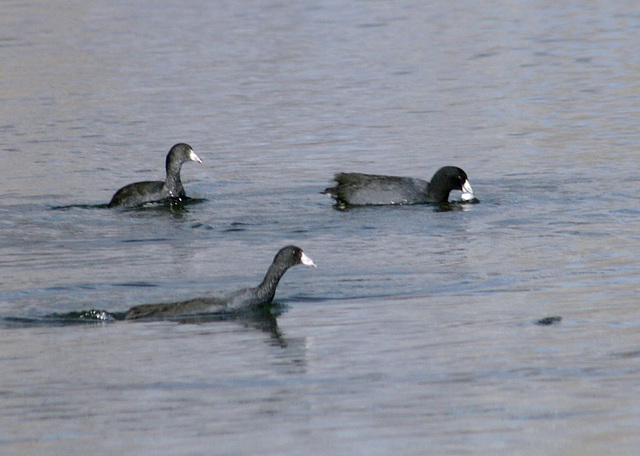 American Coot (and friends) with fish