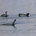 American Coot (and friends) with fish