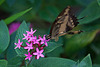 20120623 0743RAw [D-HAM] Großer Schwalbenschwanz (Papilio cresphomtes) [Mittelamerikanischer-] [Brasilianischer Schwalbenschwanz], Hamm