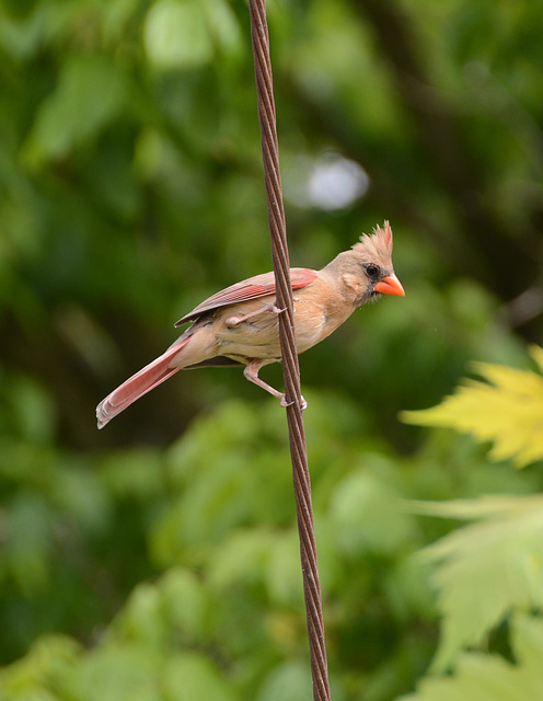 A bird