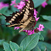 20120623 0747RAw [D-HAM] Großer Schwalbenschwanz (Papilio cresphomtes) [Mittelamerikanischer-] [Brasilianischer Schwalbenschwanz], Hamm