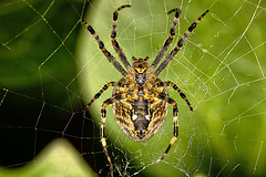 Kreuzspinne frontal