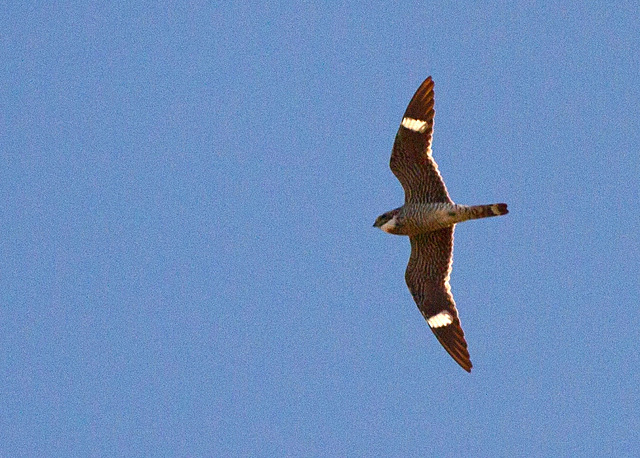 Common Nighthawk (Chordeiles minor)