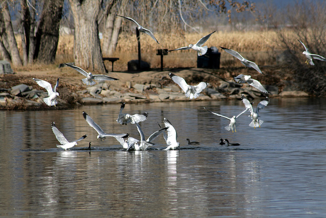 Ring-Billed Gull Swarm