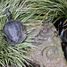 20120623 0751RAw [D-HAM] Schildkröte, Versteinerung, Hamm