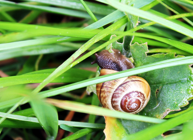 Schnecke beim Fressen