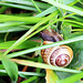 Schnecke beim Fressen