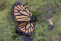 20120623 0757RAw [D-HAM] Monarch (Danaus plexppus), Hamm