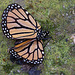 20120623 0757RAw [D-HAM] Monarch (Danaus plexppus), Hamm