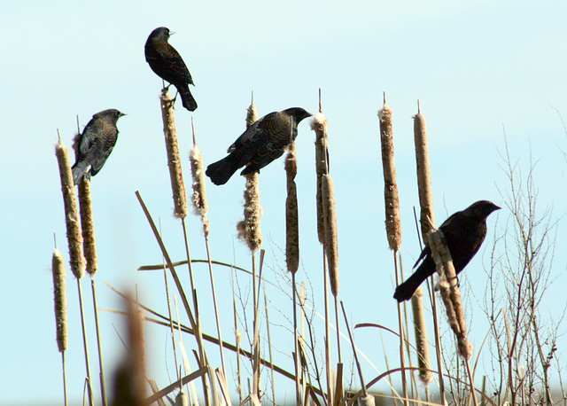 Red-Winged Blackbirds