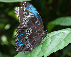 20120623 0775RAw [D-HAM] Blauer Morphofalter ( Morpho menelaus), Hamm