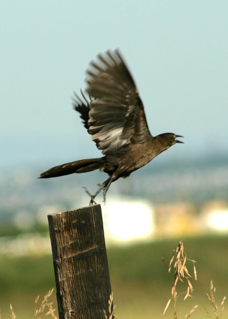 Great-Tailed Grackle