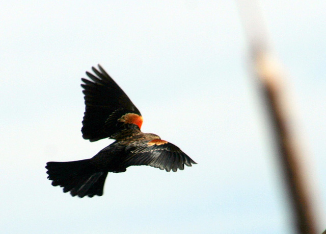 Red-Winged Blackbird