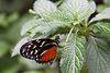 20120623 0778RAw [D-HAM] Getigerter Passionsblumenfalter (Heliconius ismenius), Hamm