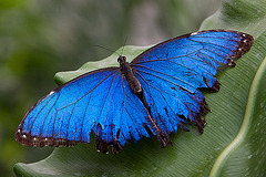 20120623 0779RAw [D-HAM] Blauer Morphofalter ( Morpho menelaus), Hamm