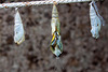 20120623 0785RAw [D-HAM] Schmetterlingspuppen, Hamm