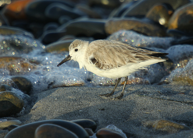 Sanderling