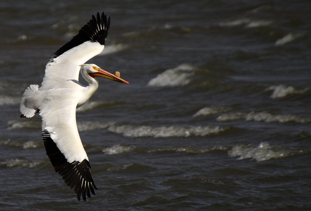 American White Pelican