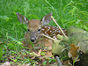 The front-yard fawn