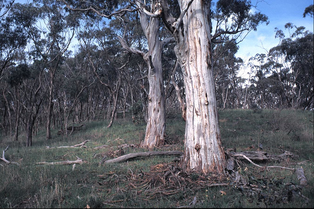 Blue Gums, Waite Hills.