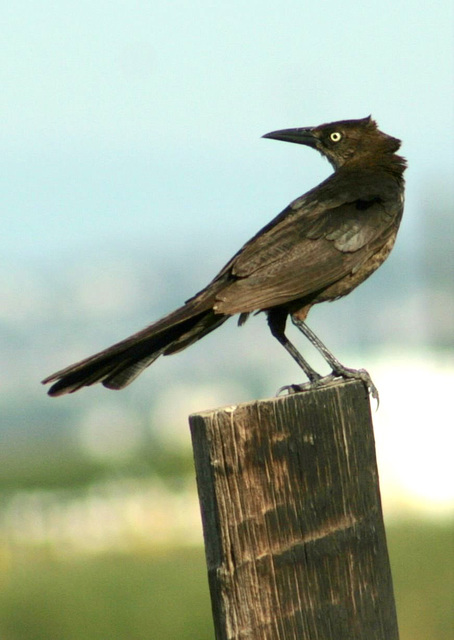 Great-Tailed Grackle