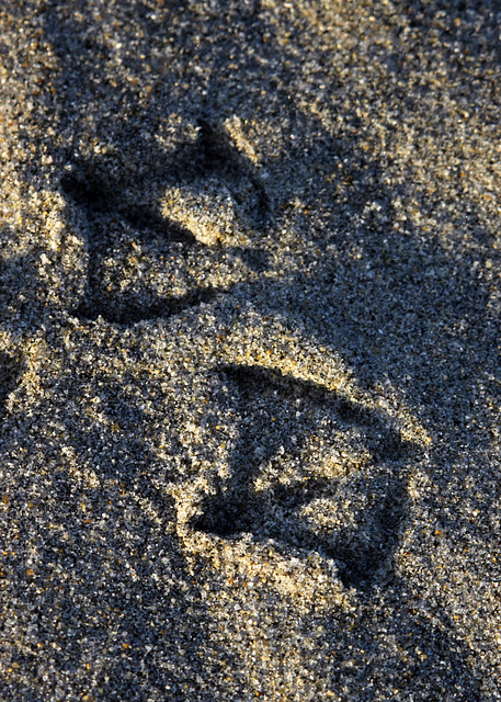 Gull Prints in the Sand