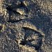Gull Prints in the Sand