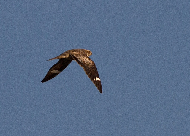 Common Nighthawk (Chordeiles minor)