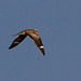 Common Nighthawk (Chordeiles minor)