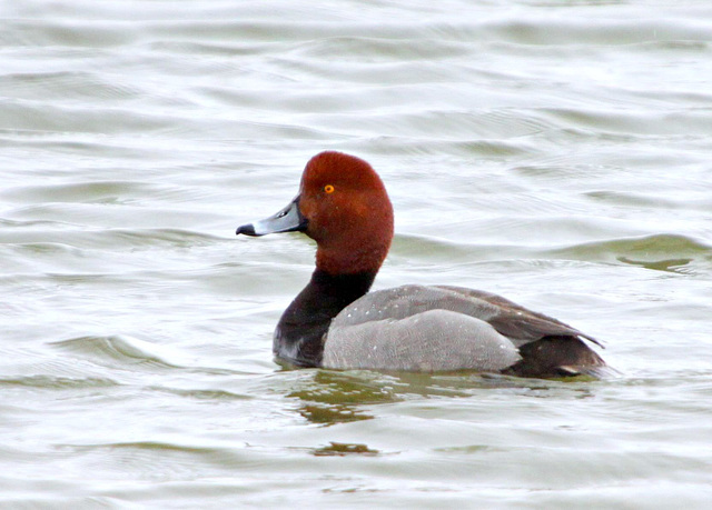 Redhead