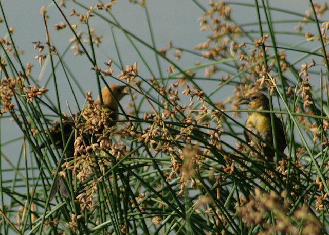 Yellow-Headed Blackbirds